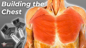 The Science of Building Your Pecs: Best Exercises & Anatomy