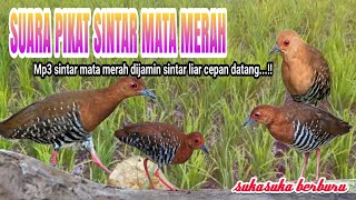 Suara pikat sintar mata merah - sintar gunung