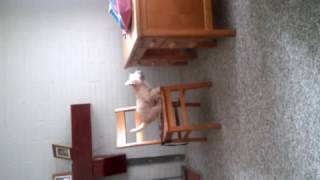 Dog Attempts Jump and Flips On Back
