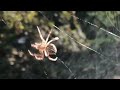Spider building a web outside my kitchen window. #Arachnid #Spider #CreepyCrawly