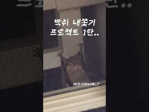 왜 하필 우리집에 왔니ㅜ 제발 좀 나가죠.. #박쥐 #박쥐내쫓는법 #shorts