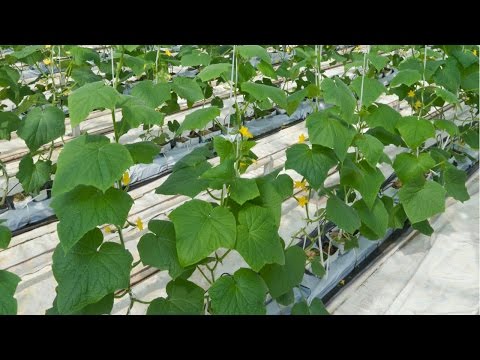 Vídeo: Onde devo plantar minhas pastinagas: um guia para o tratamento do solo de pastinaga