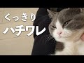 飼い主が離れると甘えん坊が爆発してひっくり返る子猫w