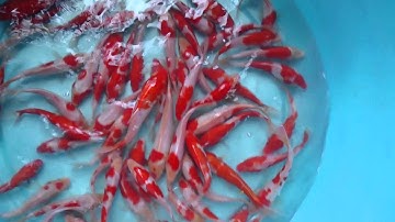 Koi kohaku of Tronjava [Full HD]