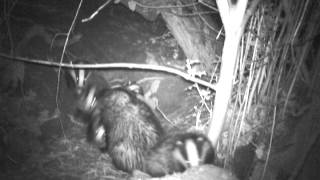 Wild Scottish Badgers: impossible number of cubs. by Chris Sydes 233 views 11 years ago 31 seconds