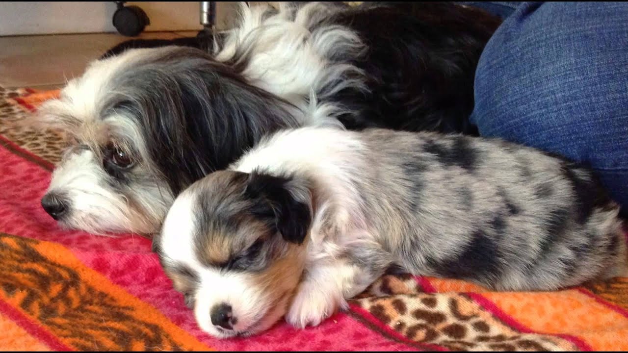 mini aussie maltese mix