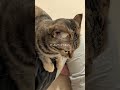 猫とおしゃべりしながら親子丼をつくりました　 #猫 #cat