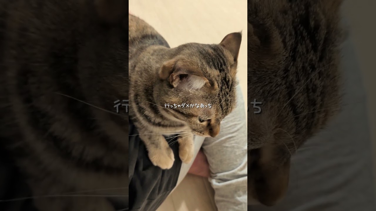 I made oyakodon while chatting with my cat #cat #cat - YouTube