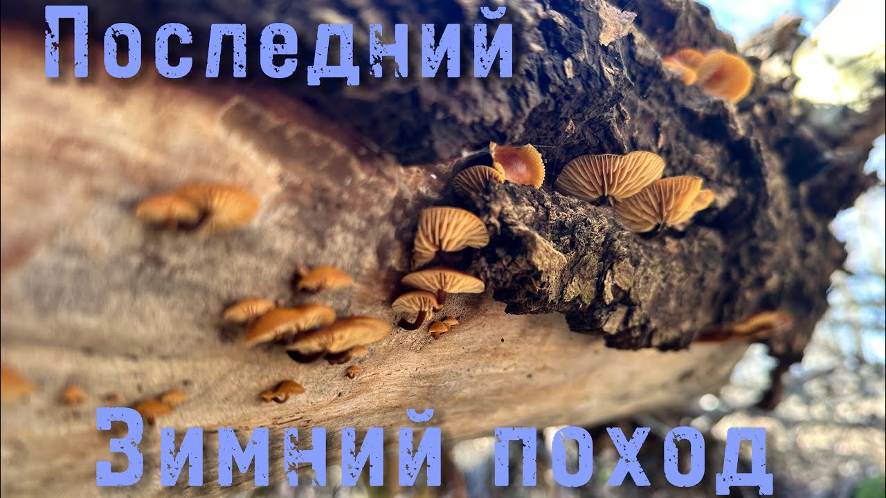 Последняя вылазка в лес зимой 25/26.Сказочное завершение сезона ‼️