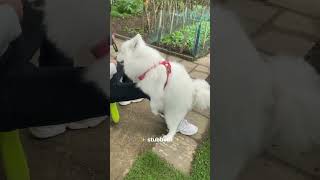 How It Is To Own A Samoyed 😂 #Shorts #Dog