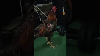 Pakhoy Super Brutal Pakhoy Manedaeng