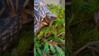 ⚠️2026💞ट्रेड💯सोग🙏#funk💖#remix💪#music#aveeplayer#turtle#pets#facts#tortoise#song#animas#love#reptiles