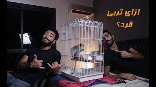 Episode 6 - ازاي تربي قرد فالبيت ؟