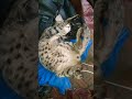 cat sleep