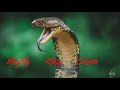 Rescued 12.6 kg King Cobra | World's Longest Venomous Snake | Begnas Tal | Pokhara | Rohit Giri |