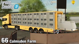 TIME FOR THE OLD COWS TO GO TO MARKET - Farming Simulator 22 FS22 Calmsden Farm Ep 66