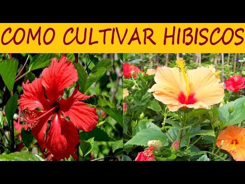 Vídeo: Cuidados com flores de hibisco - Você tem que plantar plantas de hibisco mortas