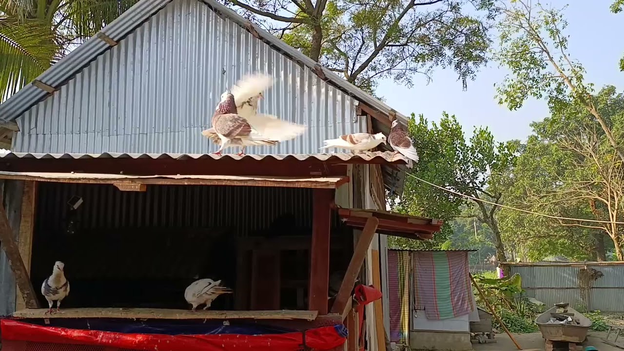 Gosol n dakadaki time