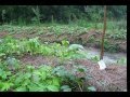 The Food Forest