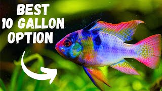 Best Fish For a 10 Gallon Tank