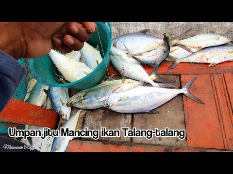 Video: Apa umpan terbaik untuk ikan pita?