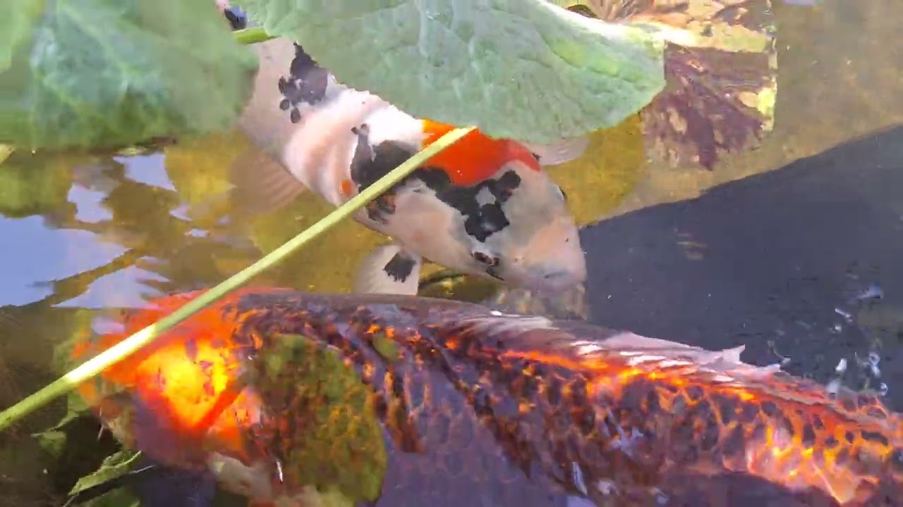 Just a update from westcliff koi pond and thanks guys 👍👍👍