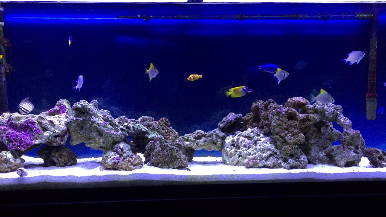 My 55 Gallon Saltwater Fish Tank YouTube