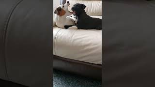 Jack Russell With Patterdale Terrjer