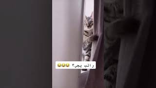 راتب يجي؟