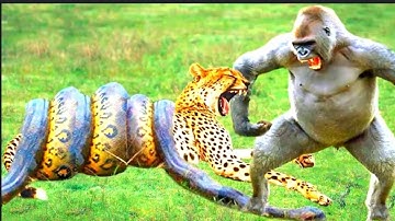 Amazing! Baboon Rescue Leopard From Pyton