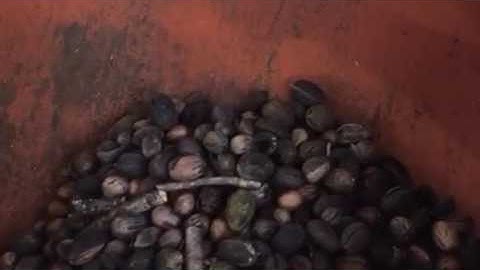 WECO PecanTek Optical Sorter Demo