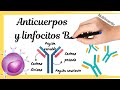 [LINFOCITOS B] La producción de anticuerpos (Respuesta inmune adaptativa)