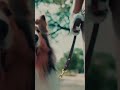 NEW Texas A M University Commercial 12thman Aggies Shorts NEW Texas A M University Commercial 12thman Aggies Shorts