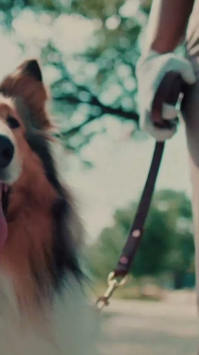 NEW! Texas A&M University Commercial #12thman #aggies #shorts