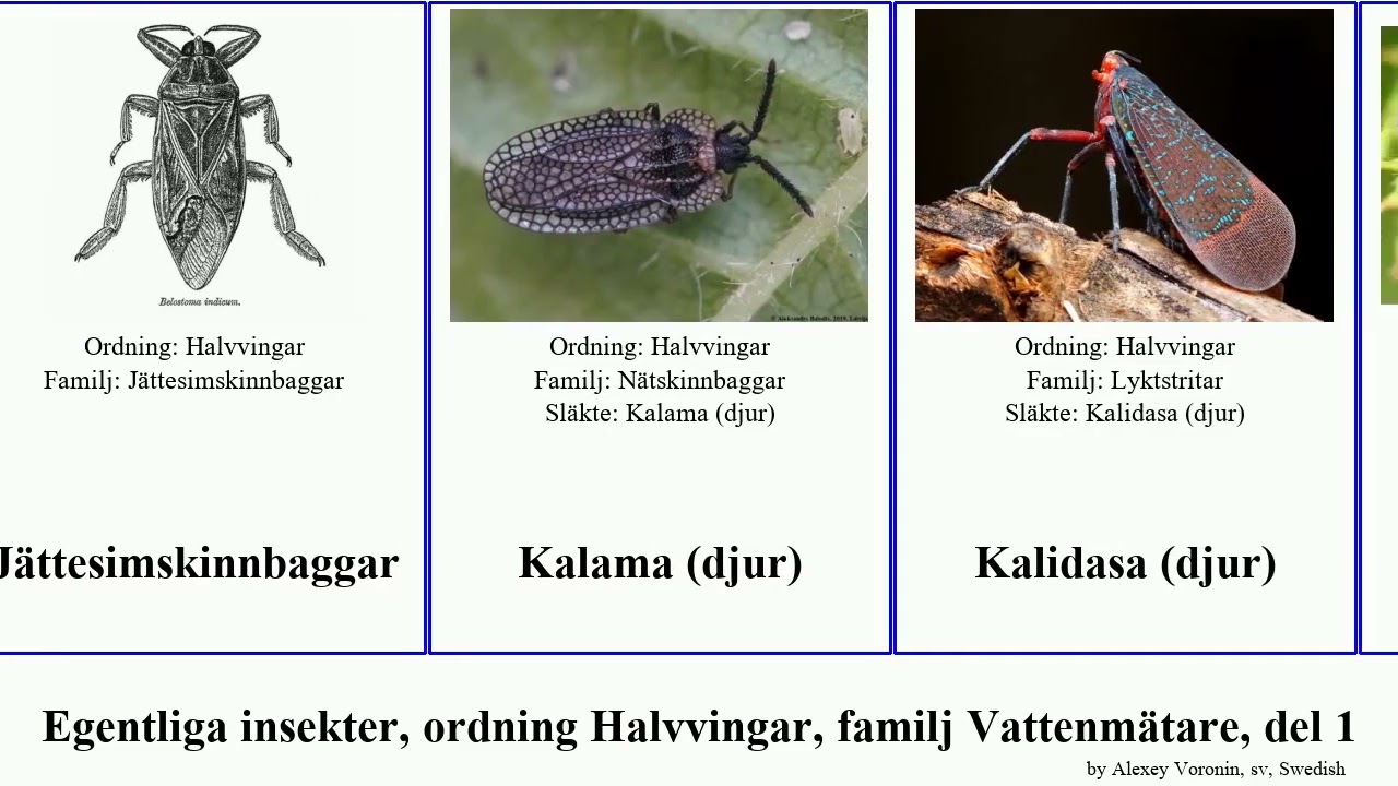 Egentliga insekter, ordning Halvvingar, familj Vattenmätare, del 1 djur laternaria insect rosea