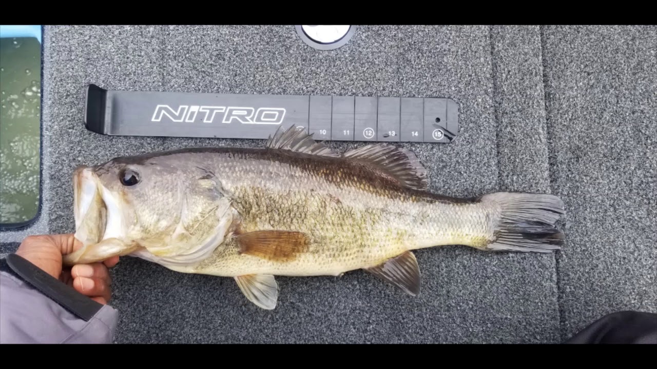 Lake Jackson BIG Bass (HUGE LARGEMOUTH) – 10 Boat Tournament (Winter Bass Fishing Cold muddy water)