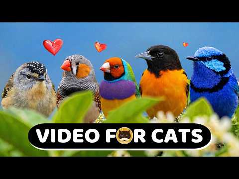 CAT GAMES - Birds, Chipmunks, Mice, Hamsters, Squirrels - Video for Cats | CAT TV.