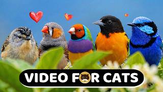 CAT GAMES - Birds, Chipmunks, Mice, Hamsters, Squirrels - Video for Cats | CAT TV.