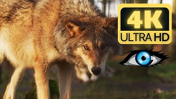 4K Animal and Nature | Dynamic Nature Videos With Soothing Music In The Background