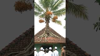 Ada Pohon Kurma Tumbuh Di Atas Mushola Dan Berbuah Lebat
