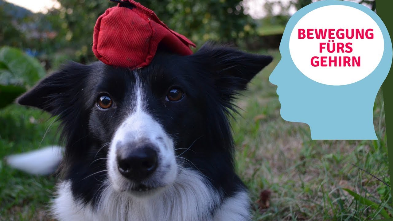 🧠Sinnvolle Beschäftigung für den Hund🐕futterdummy Schwarzwaldnasen