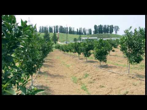 ფორთოხლის მოვლა #10