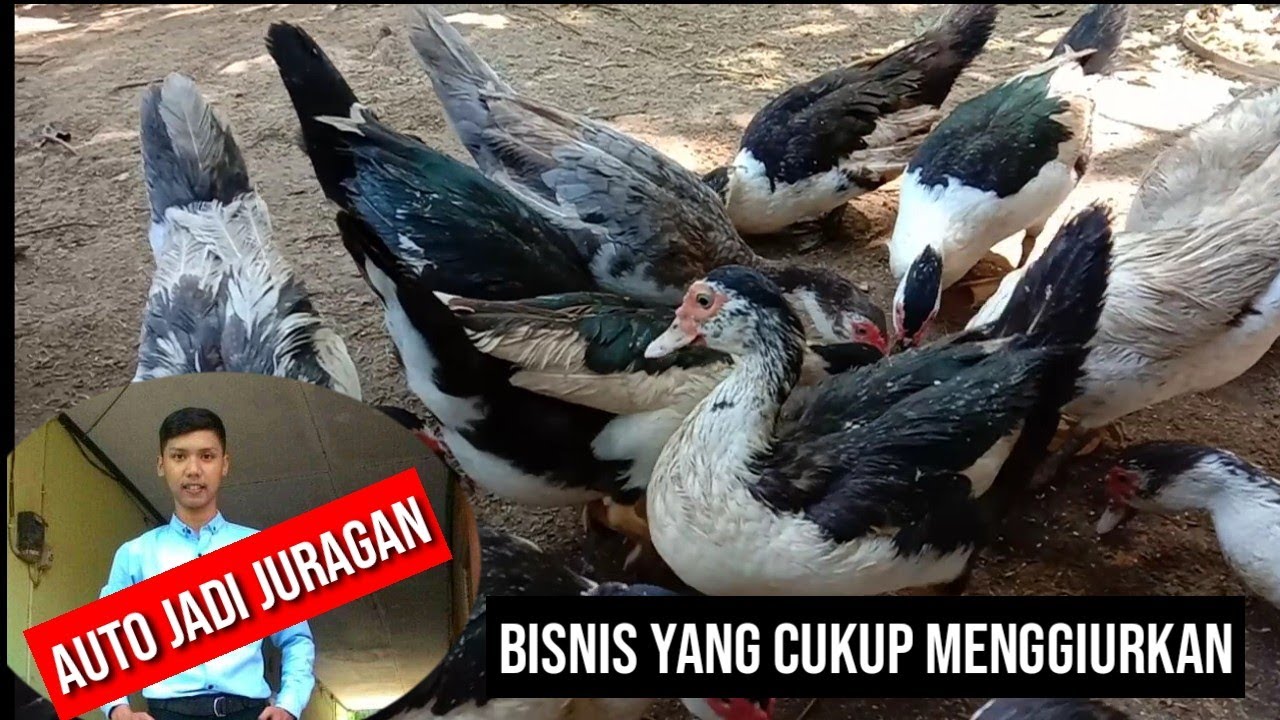 Budidaya entok bisnis yang cukup menjajikan #ENTOK NGAPAK 
