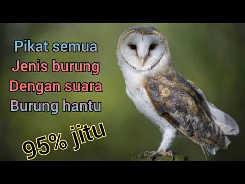 Suara pekikan burung Hantu