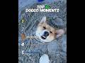 Ranking Doggo Moments 🐶🐾