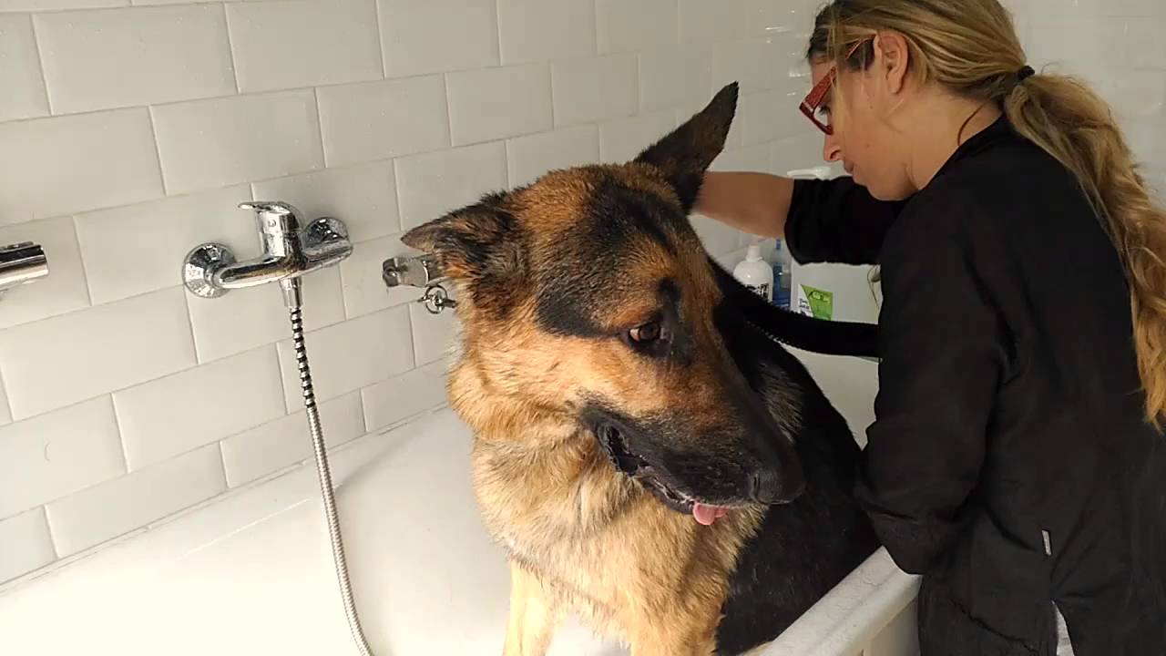 THE DOGTOR Clínica Veterinaria