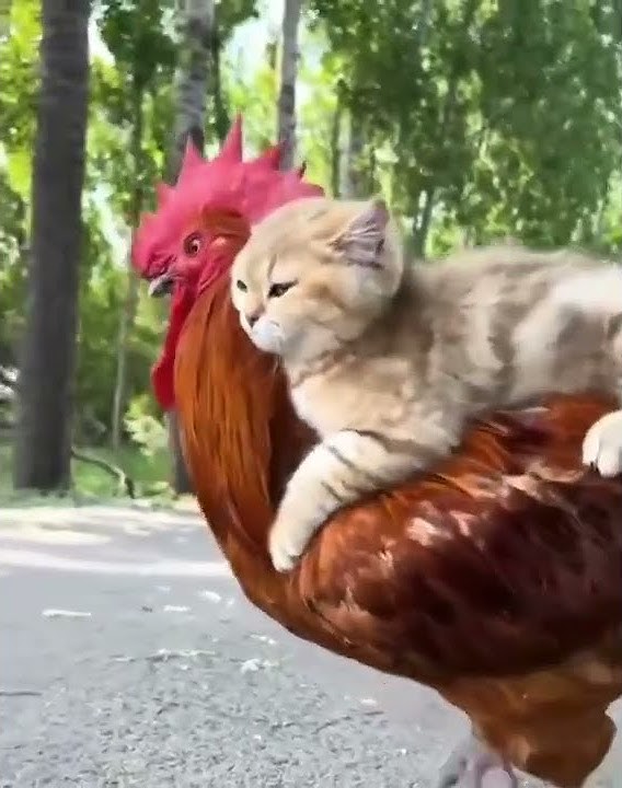 Pussy riding a big Cock
