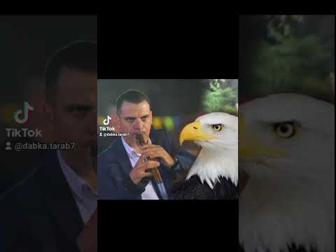 معزوفات مجوز عضم النسر اشرف ابو الليل و عاطف ابو الليل 2024  7