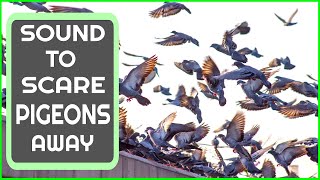 Sound To Scare Pigeons | PIGEON REPELLENT
