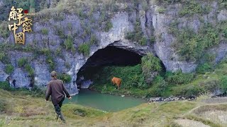 The villagers were looking for a cow to enter the cave